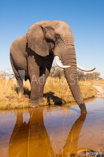 Picture of Elephant Drinking Water